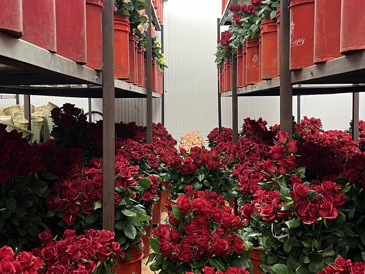 Red roses on the shelves of the Naz Flowers cold room