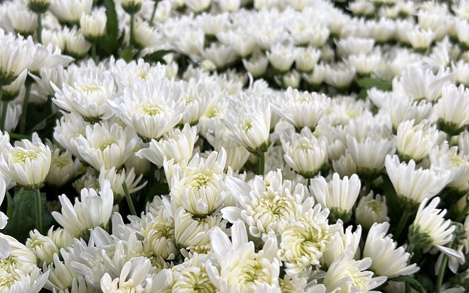 A field of white chrysanthemums