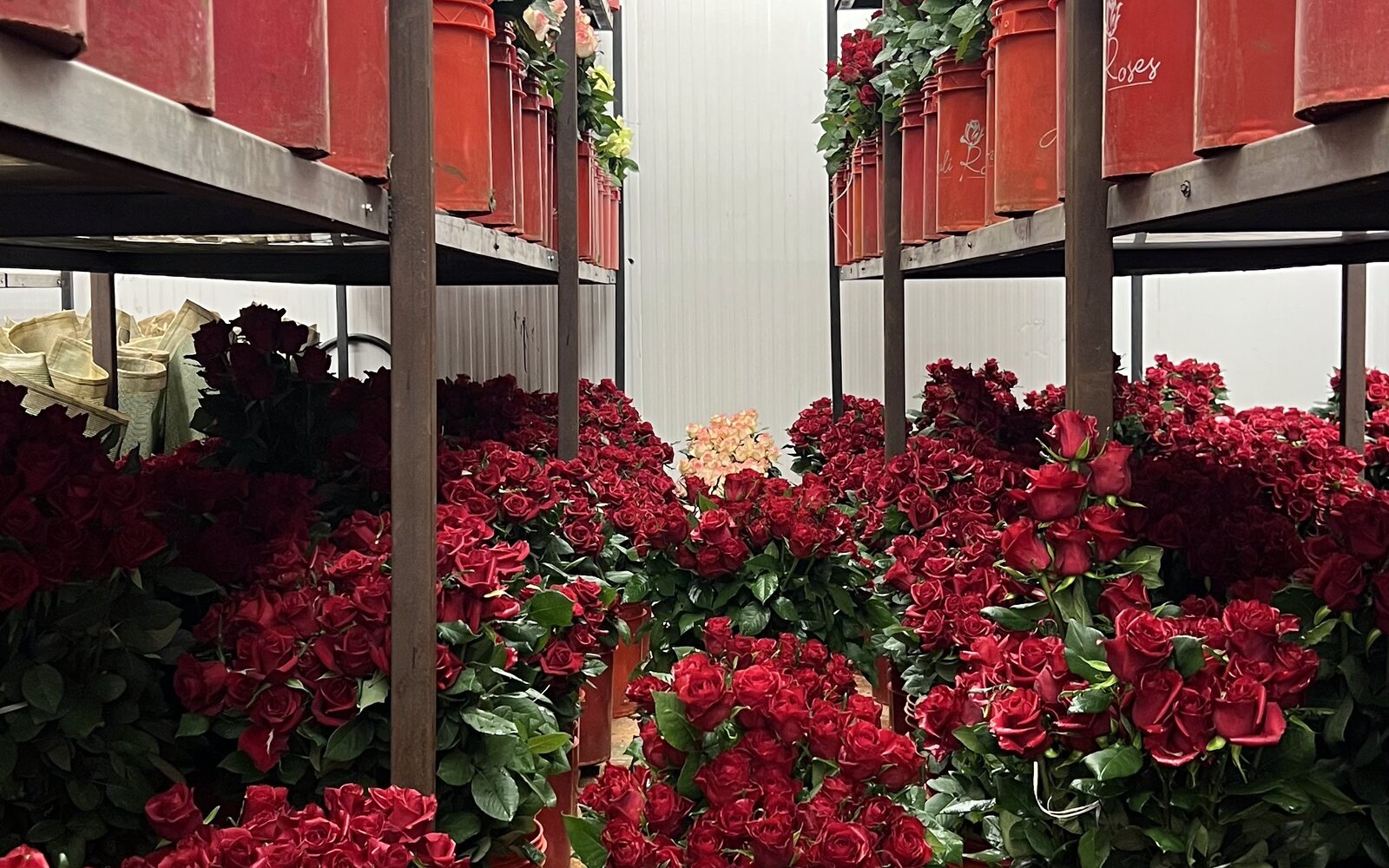 Red roses on the shelves of the Naz Flowers cold room